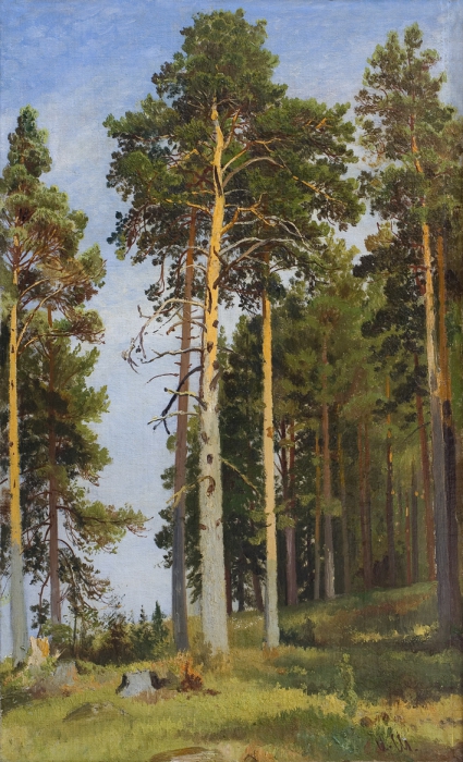 Шишкин И.И. (1832-1898) "Сосны" картины для интерьера репродукция репродукции для интерьера коллекции живописи  лесной пейзаж сосны картины Шишкина